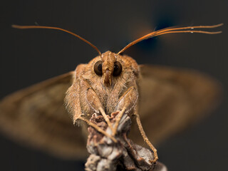 La mariposa plusia, Autographa gamma, es una pequeña heterocera migratoria que se encuentra en la...