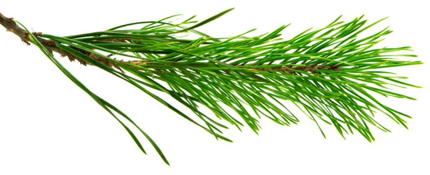 pine cone. branch on transparent, png. Spruce branch with green cones on white. Young pine cone on a green tree branch.