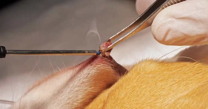 Laser removal of papilloma in a dog in surgery at a veterinary clinic. Close-up of removing papilloma from an animal using an electrocoagulator. Veterinary oncological surgery on a pet.