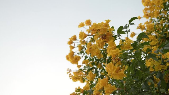 Yellow elder flower or Yellow bells.