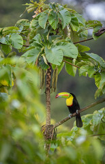 Naklejka premium Keel billed toucan in Costa Rica 