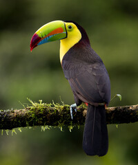 Keel billed toucan in Costa Rica  © Harry Collins