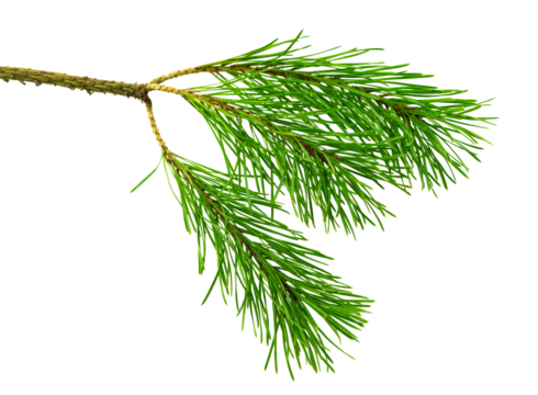 pine cone. branch on transparent, png. Spruce branch with green cones on white. Young pine cone on a green tree branch.