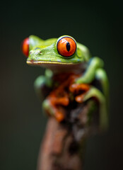 Red-eyed tree frog in Costa Rica 