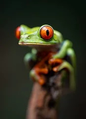 Schilderijen op glas Red-eyed tree frog in Costa Rica  © Harry Collins