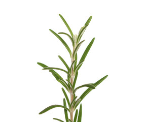 Fresh green rosemary twig and leaves isolated on white, clipping path, macro