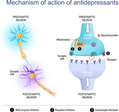 Mechanism of action of antidepressants. Neurons and Synaptic cleft