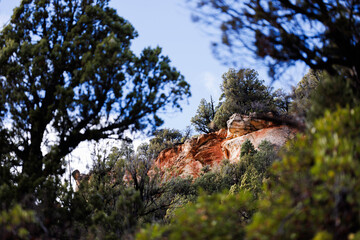red rocks behind green trees, zion national park, utah