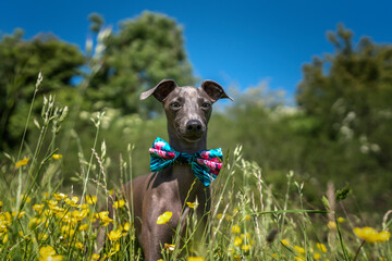 Italian Greyhound Dog - standing in a meadow with a bow tie on
