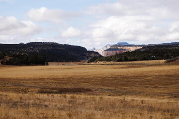 grassy field with red mountains in the background, zion national park