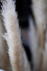 close up of white plant