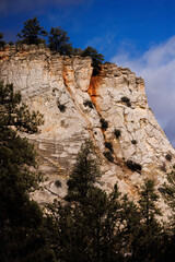 trees on a white cracked mesa, zion national park, utah