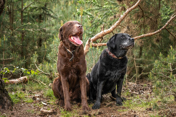 Black and Brown Labrador looking happy in the forest