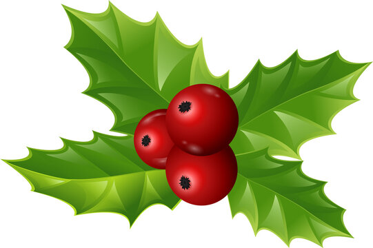 Twig of holly with leaves and berries on transparent,png.Christmas and New Year decoration.illustration of plant element