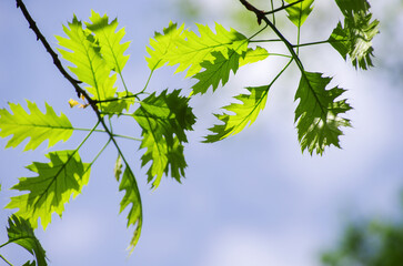 spring green leaves background in sunny day