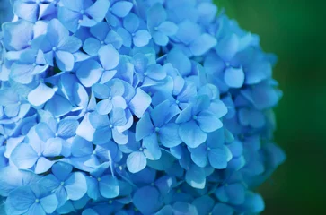  Blue hydrangea flowers close up © photolink