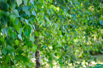 Beautiful green birch leaves background. Defocused image.