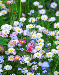Beautiful flowers of pink and white daisies in the green grass of the garden.