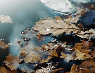 Autumn season concept. Autumn oak leaves in a puddle.