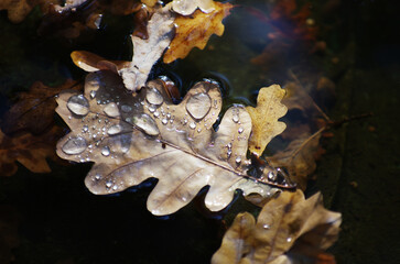Autumn season concept. Autumn oak leaves in a puddle.