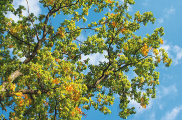 Oak branches with green and yellow leaves in the park