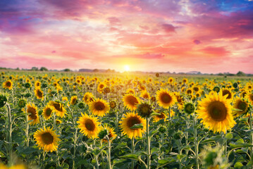 Obraz premium Sunflower flower on agriculture field. High quality photo