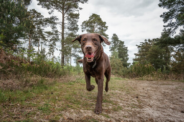 Brown Labrador on a run in the forest towards the camera looking happy