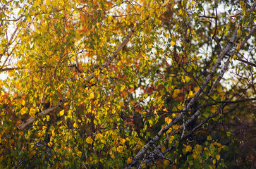 Fototapeta na wymiar Yellow leaves on a twig in autumn