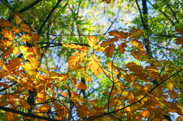 Yellow maple leaves on a twig in autumn