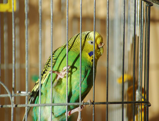 Green budgerigar sits in a cage.