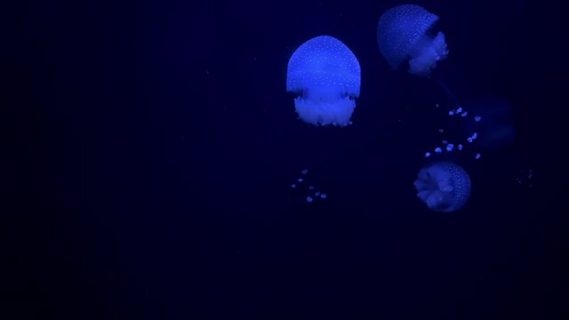 Jellyfish medusa swimming in deep water ocean