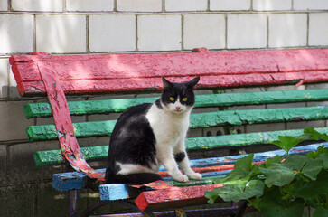 beautiful black and white street cat sitting