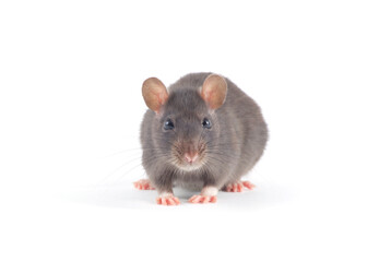 Rat close up isolated on white background