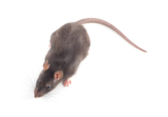 Rat close up isolated on white background