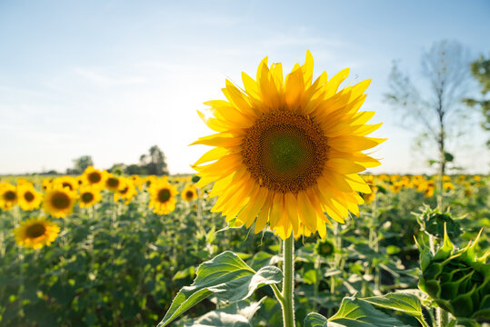 Sunflower flower on agriculture field. High quality photo