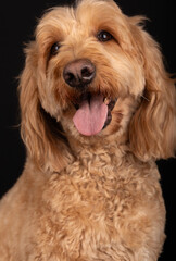 Goldendoodle