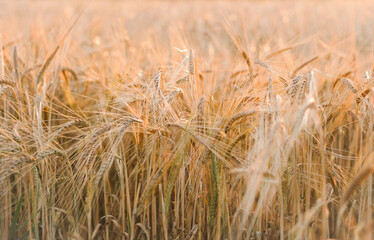 A field of ripe golden rye in the rays of the setting sun, photographed in the Kyiv region, Ukraine.