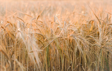 A field of ripe golden rye in the rays of the setting sun, photographed in the Kyiv region, Ukraine.