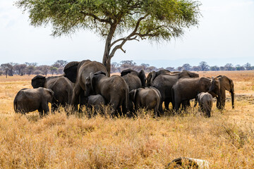 Fototapeta premium African elephant (Loxodonta) at the Serengeti national park, Tanzania. Wildlife photo