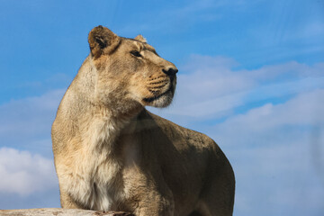 Some photos of a majestic lioness in a suny day