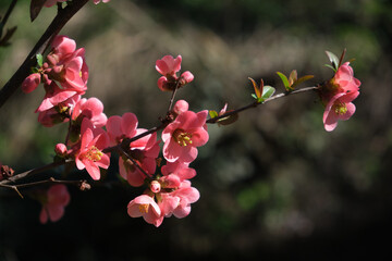 Nell'inverno più caldo, i fiori della begonia ci dicono che la primavera sta arrivando.