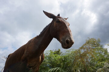 Mule on the Lost City Trek, Ciudad Perdida, close to Santa Marta, Colombia