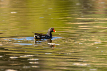 Close-up of the common moorhen (Gallinula chloropus), the waterhen or swamp chicken
