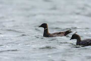 The brant (brent goose, Branta bernicla) - small black and brown goose swimming in a sea
