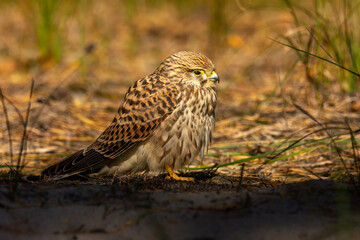 Female of the common kestrel (Falco tinnunculus), a brown falcon, sitting on ground
