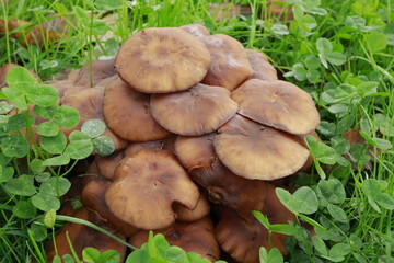 Seta Armillaria Tabescens en prado verde