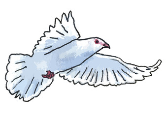 White dove - digitized hand-drawn illustrations on a transparent background