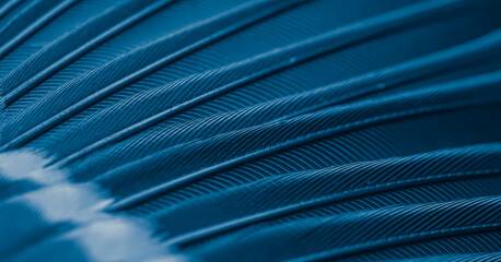 blue feather pigeon macro photo. texture or background