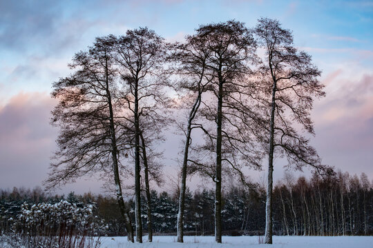 large black alder trees in winter