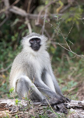 A view of Chlorocebus monkey
